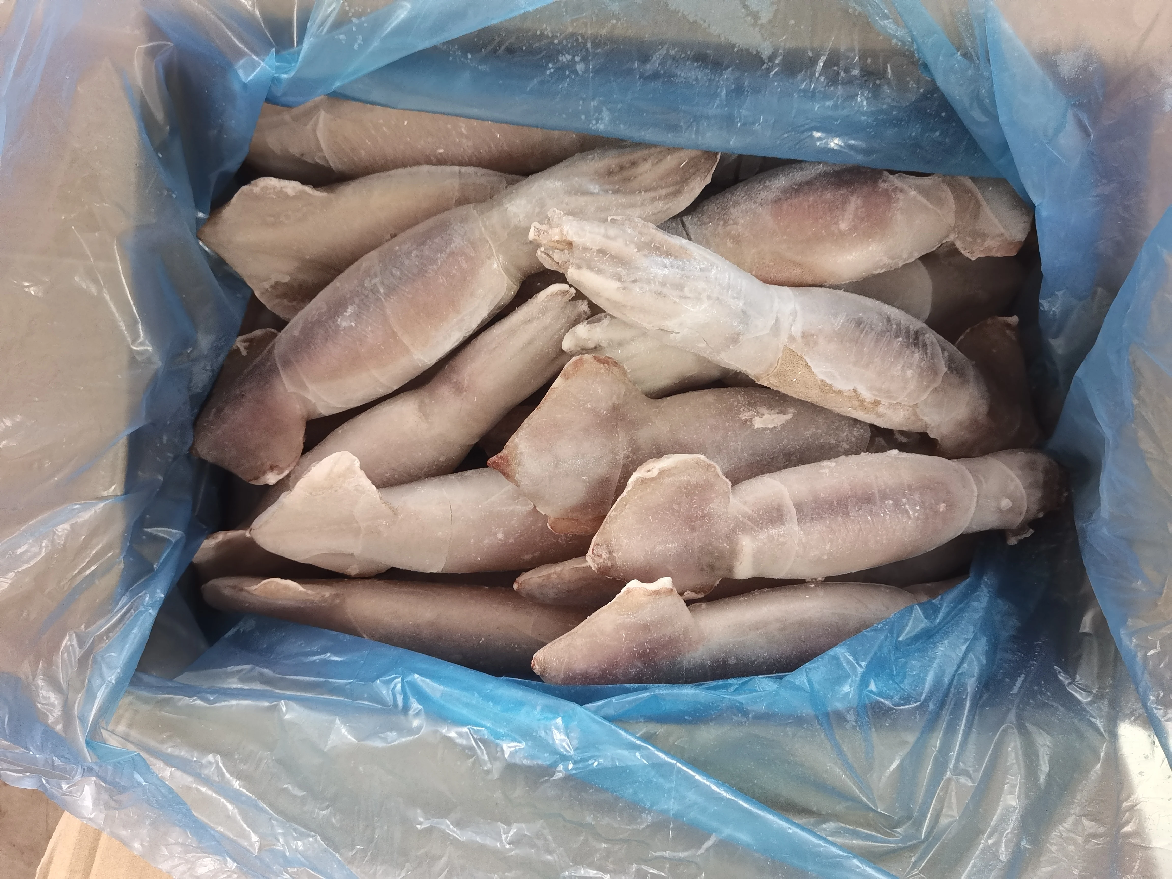 good quality IQF peru Indian ocean squid dosidicus gigas giant squid