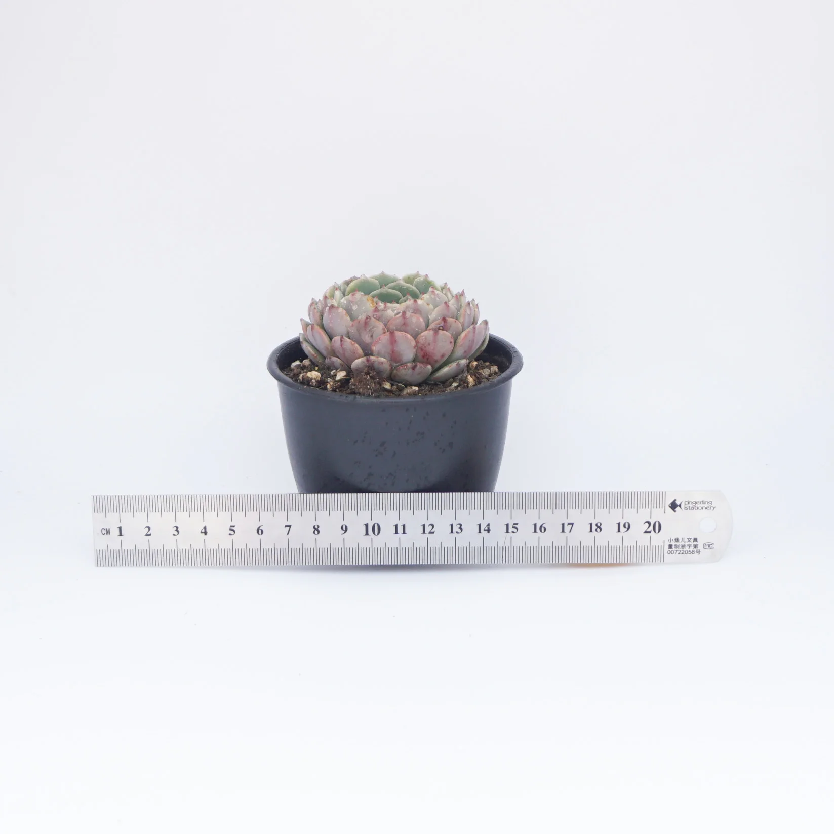 Farm direct high quality wholesale echeveria live succulent plants for indoor decoration