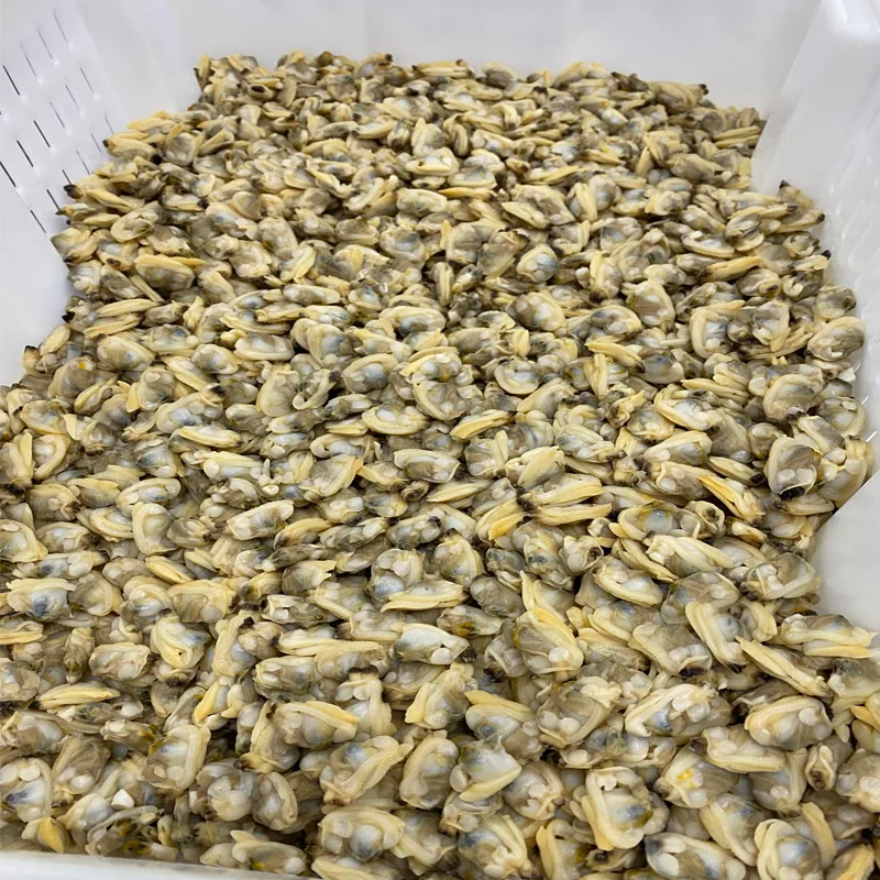 New wholesale good quality seafood buyers favourite chinese seafood clam meat