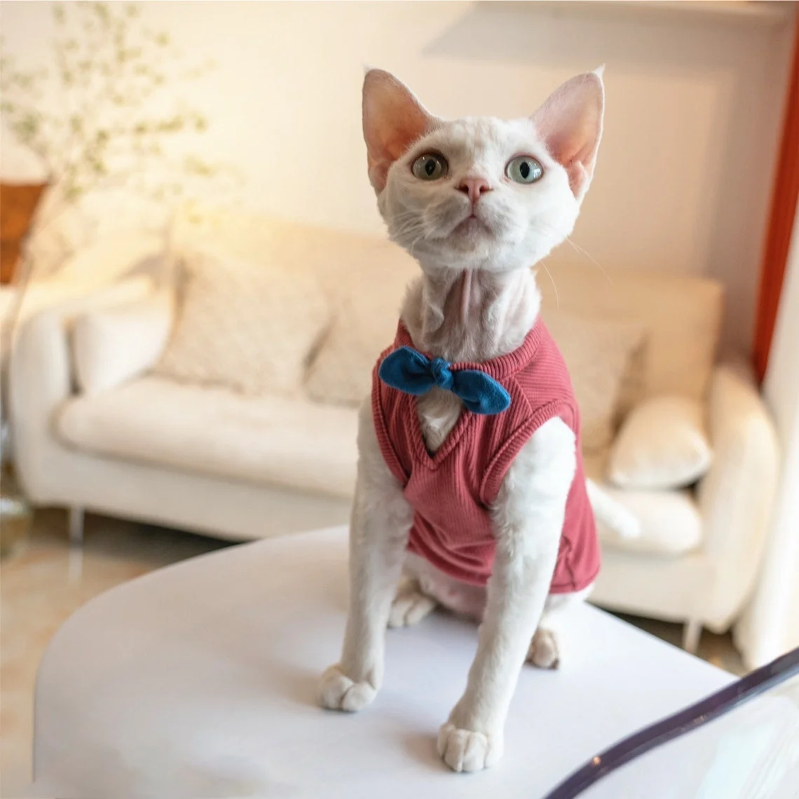 Sphynx T-shirt Hairless Cat Clothes Summer Vest Romper Catsuit Jumpsuit Sphinx Devon Cornish Rex Siamese Kitten Pet Home Wear