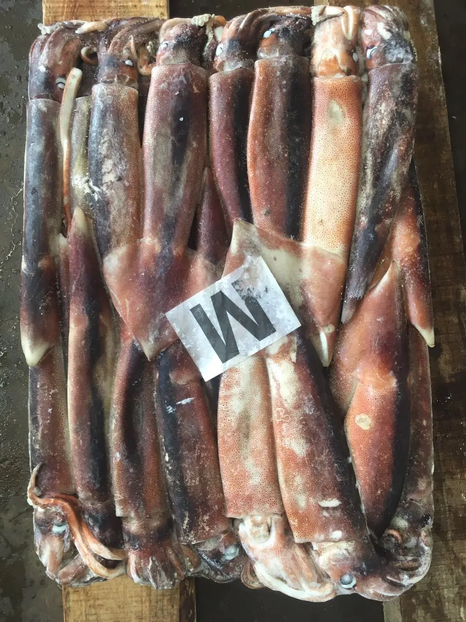 Аргентинский кальмар/замороженный иллекс кальмар