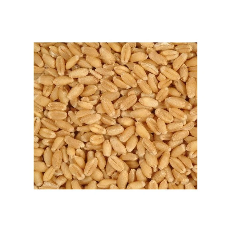 Bulk Supplier Selling Premium Quality 100% Organic Wheat / Wheat Grain at Low Market Price