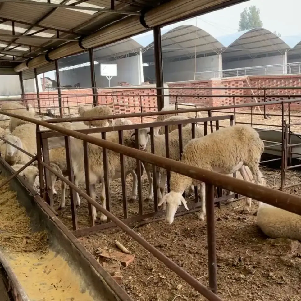 Saccharomyces cerevisiae feed additive aquaculture