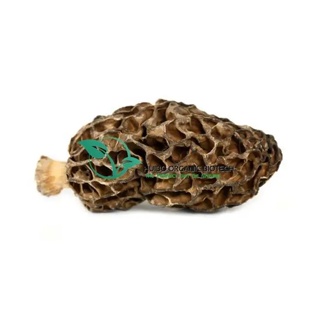  Organic Morchella esculenta mushroom without stem best