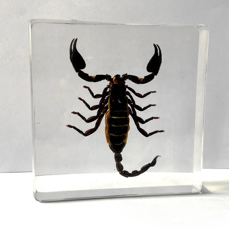 Реалистичный образец таксидермы акриловое обучающее оборудование блок скорпионов для коллекции