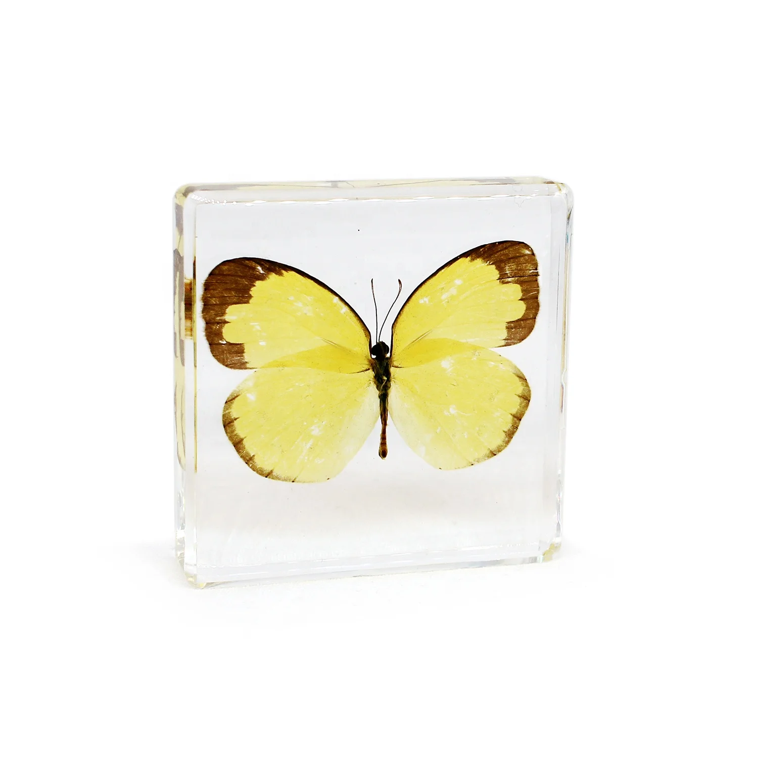 Teaching resources paperweight butterflies taxidermy real butterfly resin preschool learning tools dried specimen resin