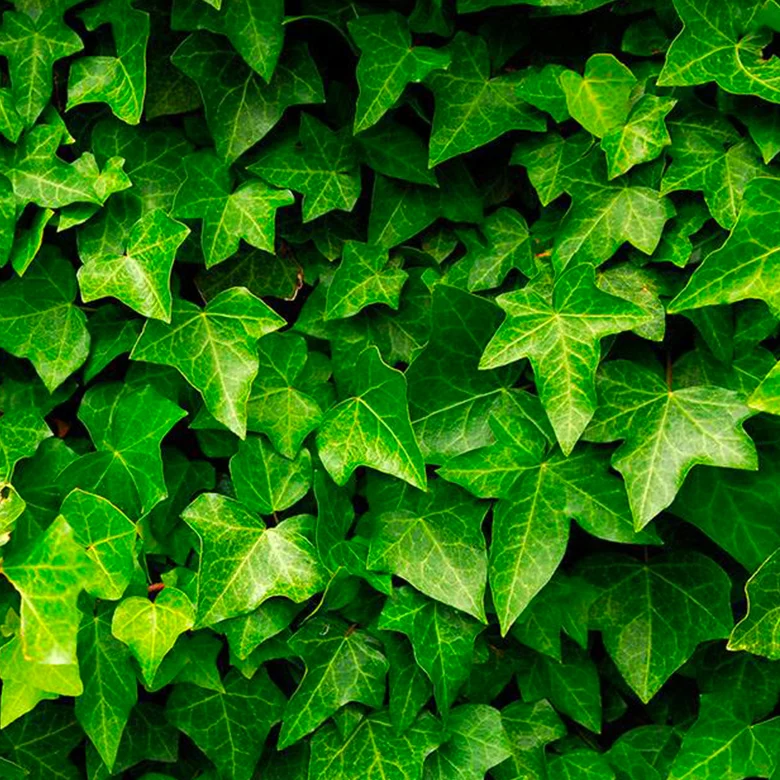 Top Grade Hedera Helix Extract 10% Dried Ivy Leaf Extract With Cheap Price