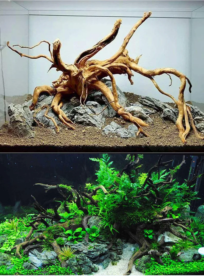 aquarium root