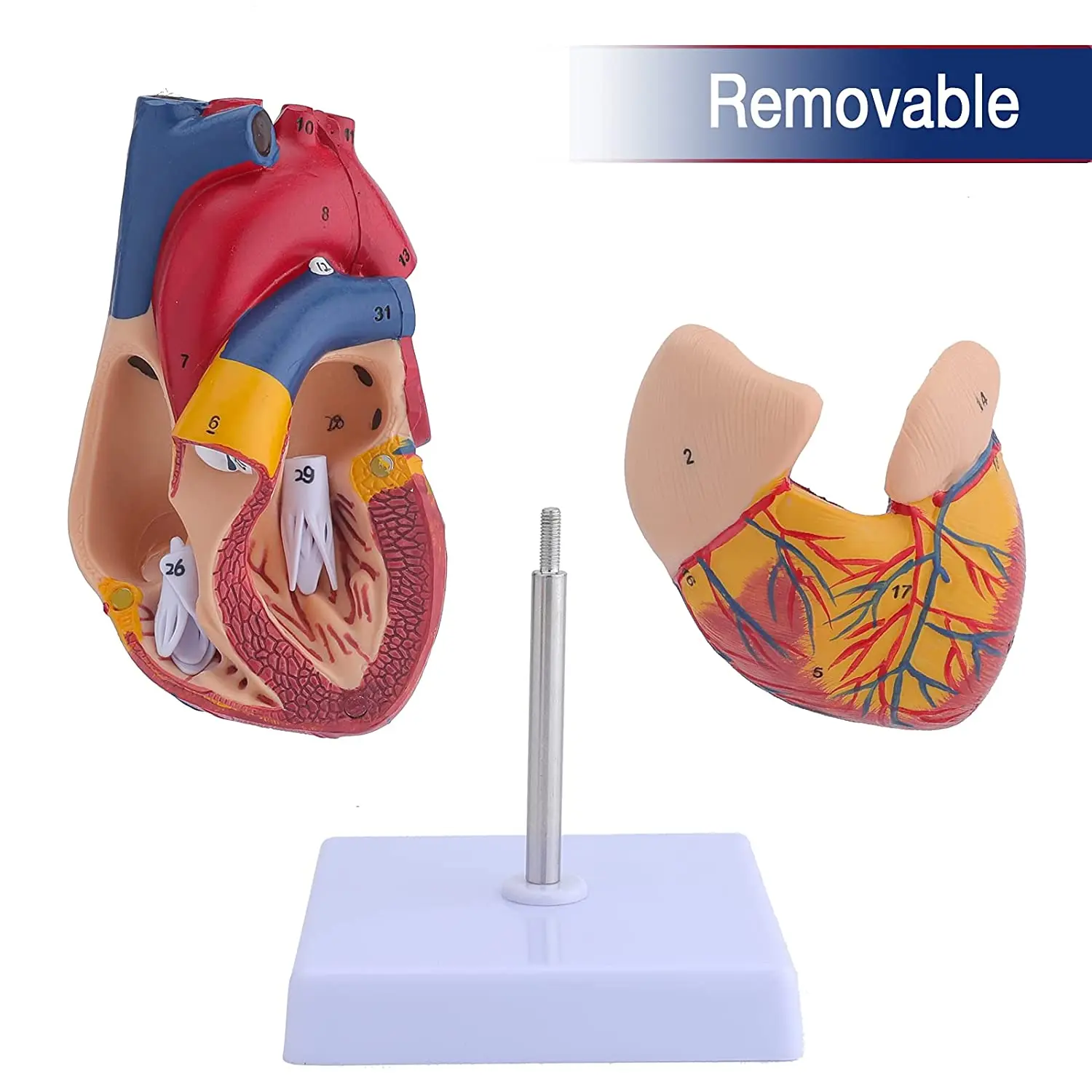 Life Size Human Heart Model Human Heart Model For Medical