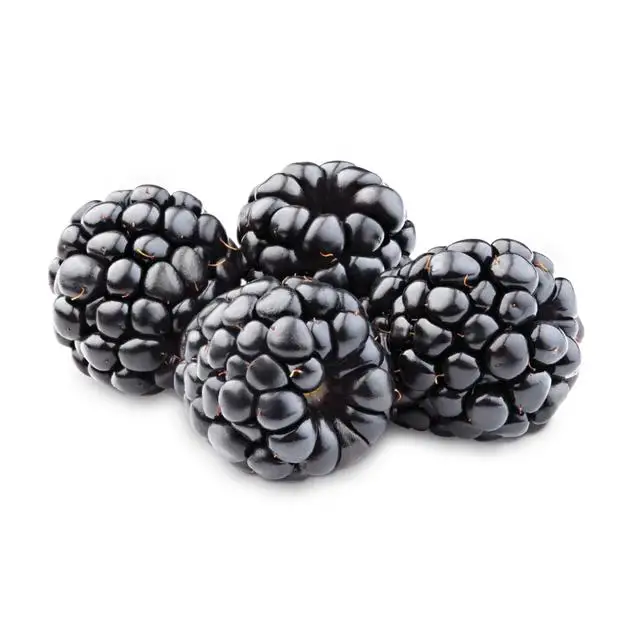 New crop iqf blackberry whole frozen blackberry whole frozen fruits