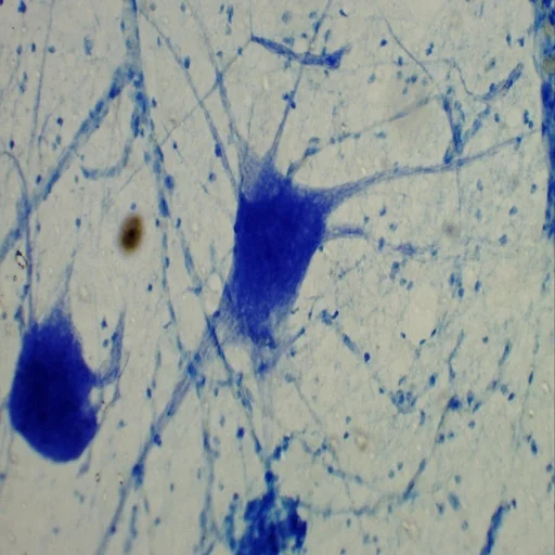 Histology Microscope Slides 100 pcs Transparent Biology Science Medical Education Prepared Slides