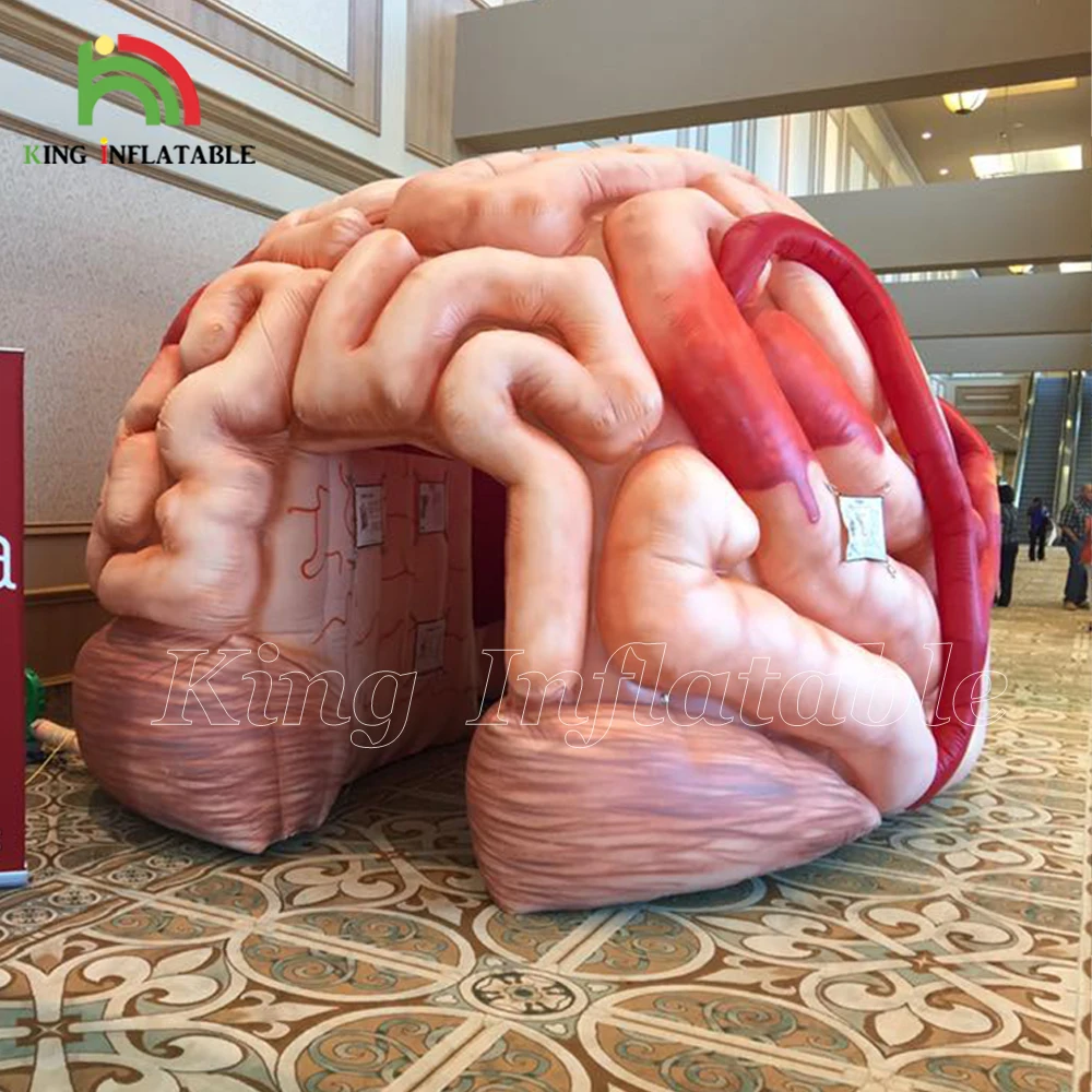 Medical Inflatables Brain Exhibit Human Organs Educational Models
