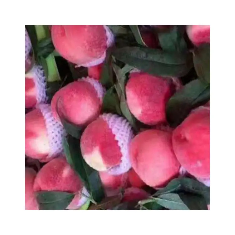 Professional manufacture price packaging large shape sweet Cangfang fresh peache