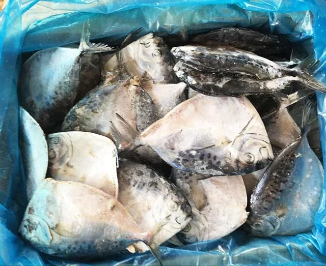 Competitive Price For Import Export Seafood Frozen Moonfish On Sale