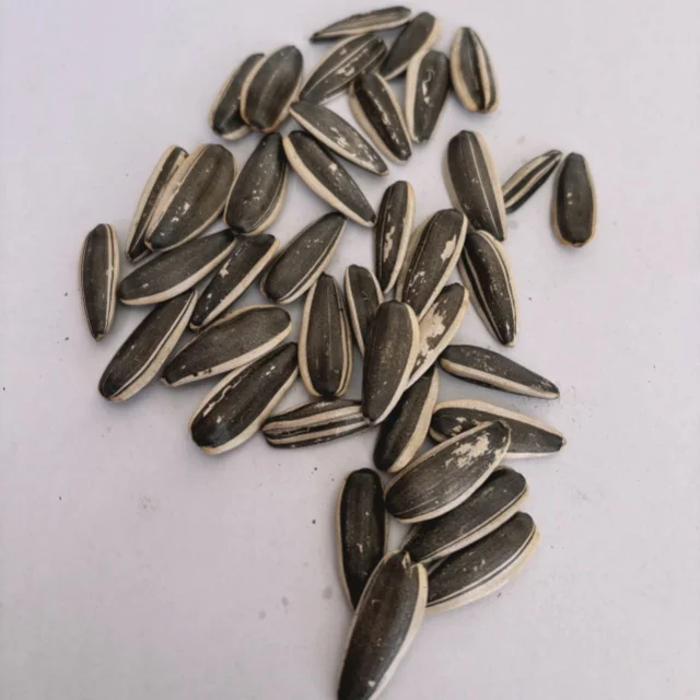 Wholesale Chinese Roasted Sunflower Seedsoriginal flavor Melon Seeds 361 Processed