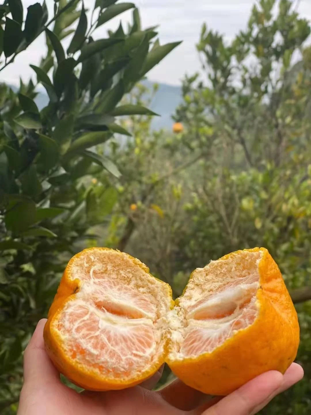 China crop organic fresh mandarin orange fruit citrus orange