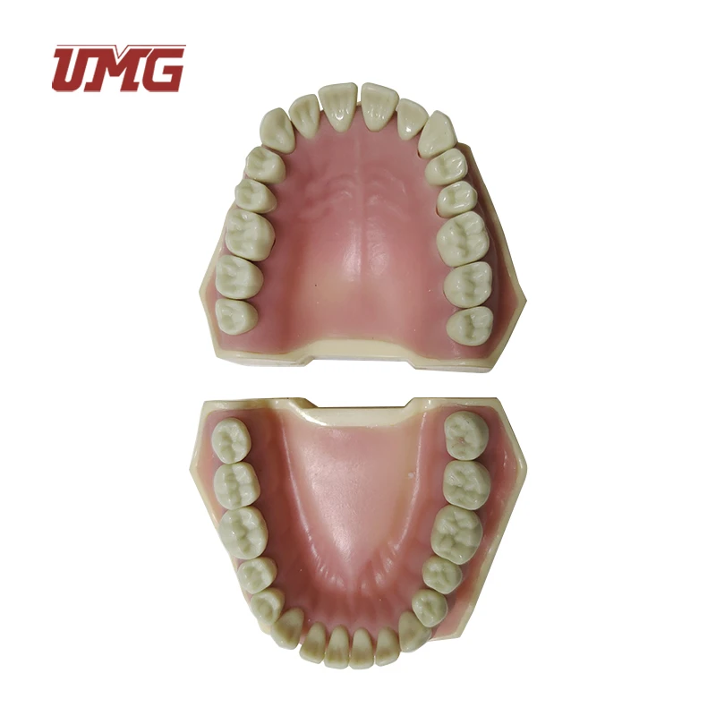 Dental Teaching Supply Cosmetic Dentistry Large Teeth Model