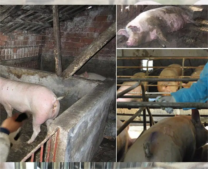 Livestock Veterinary Ultrasound Machine Pig Sheep Cattle Animal B Ultrasound Pregnancy Detector HD Portable Pregnancy Detector