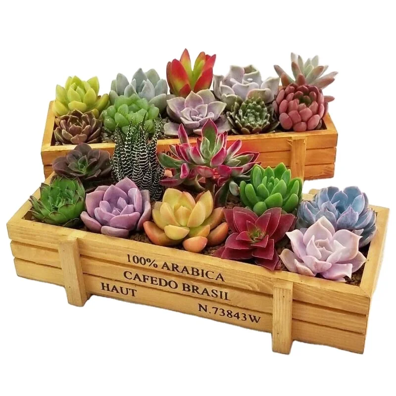Sale cheap small desktop flower pots planters succulent wooden flower pot