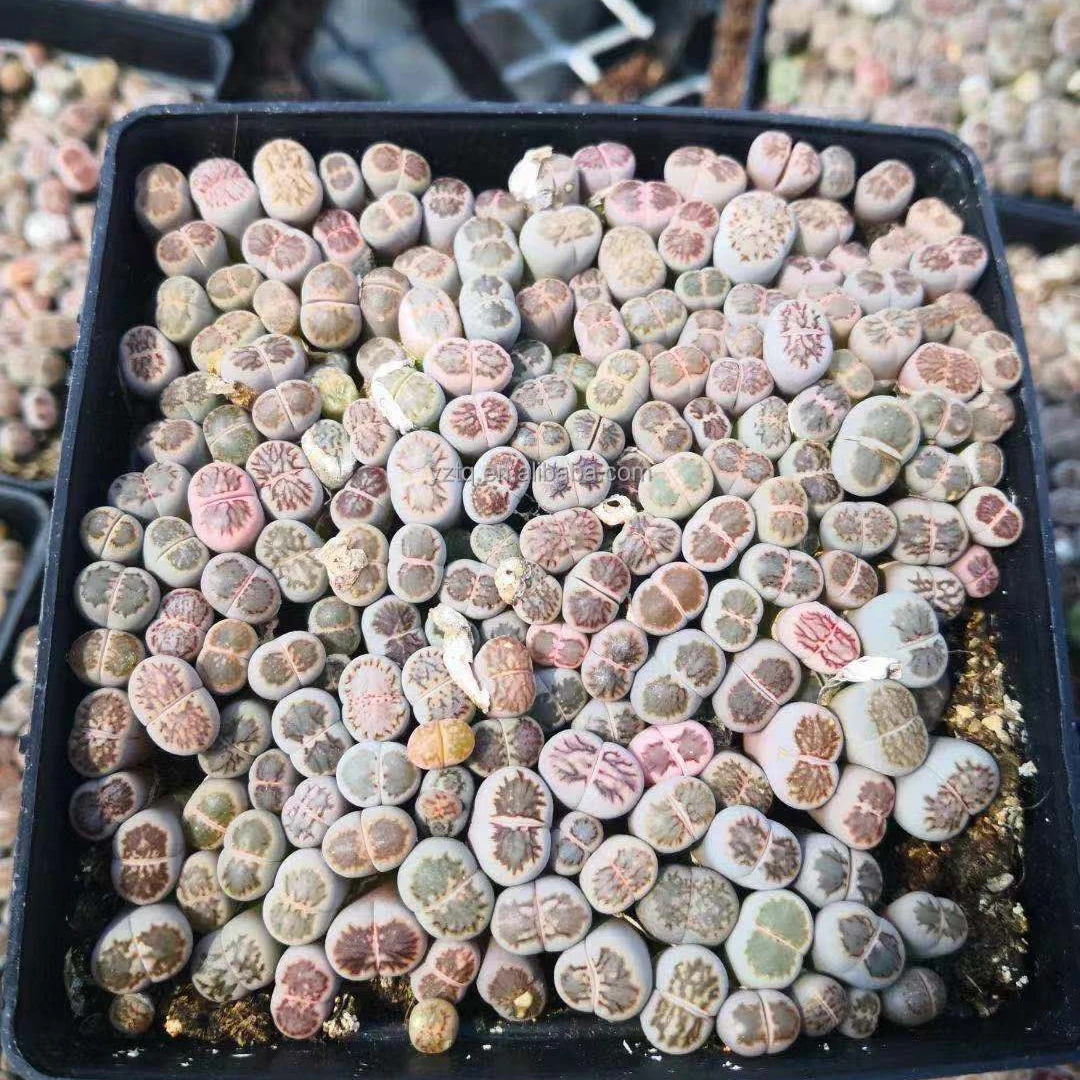 Lithops plants mixed lithops mini kiku 10*10cm pot lithops plants live succulent cactus real plants for sale
