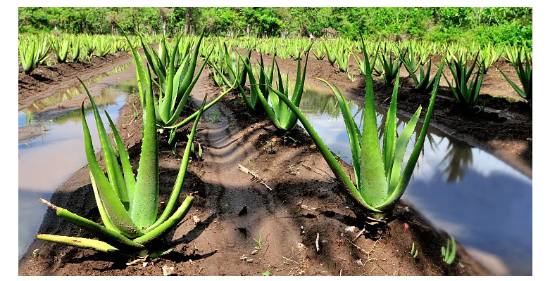 
ARSYCHLL 92 % Natural Organic Gel De Aloe Vera Skincare Moisturizing Soothing Aloe Vera Gel for Face 