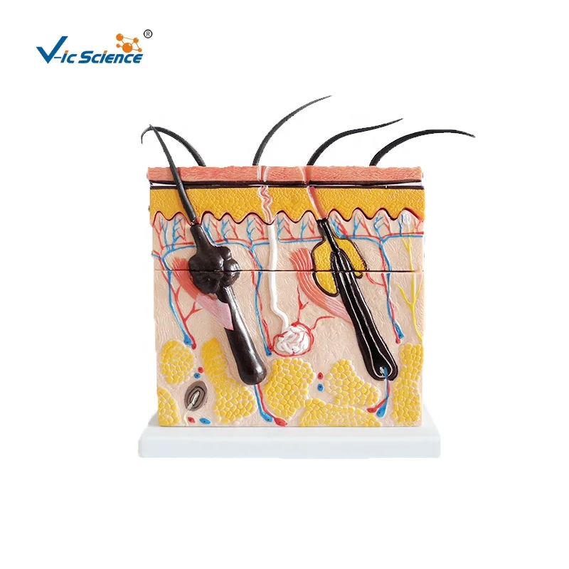 Школа медицинской науки анатомическая модель человеческого тела увеличенная Анатомия кожа образовательная