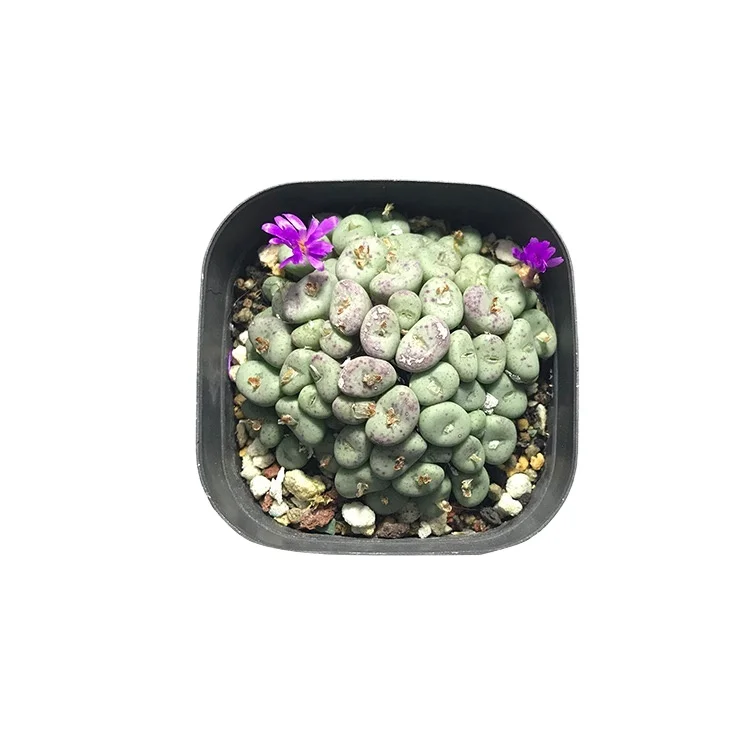 
Wholesale top sale benz lithpos succulent wholesale cactus new succulent Conophytum plants living stones lithops 