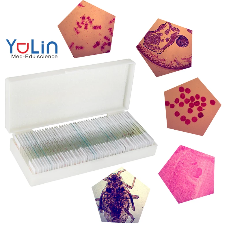 microscope slides for teaching microscope slides with specimen students observe Zoology Prepared Slides 30 pieces