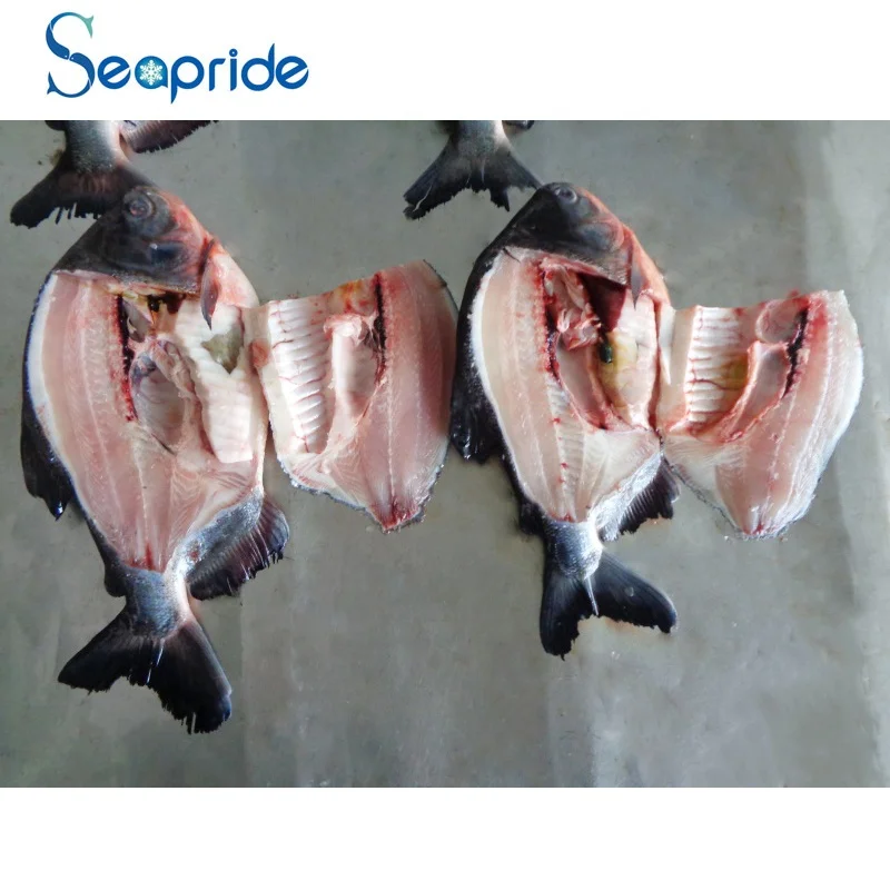 frozen silver pomfret