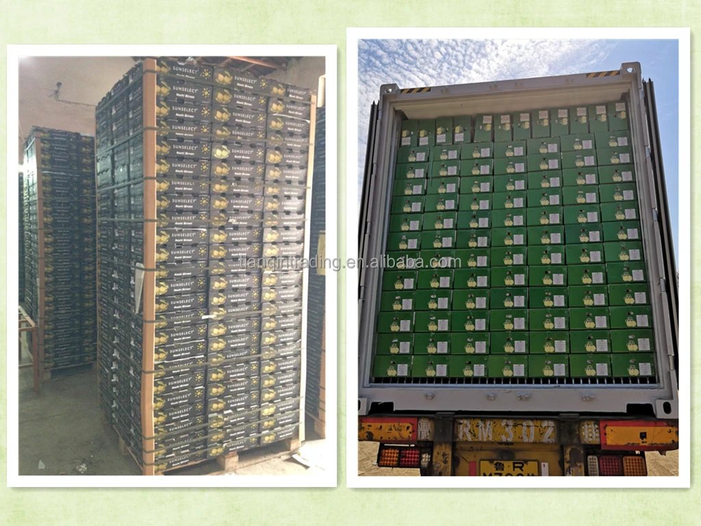 fresh Golden Pear of new crop with factory price with GAP certificate