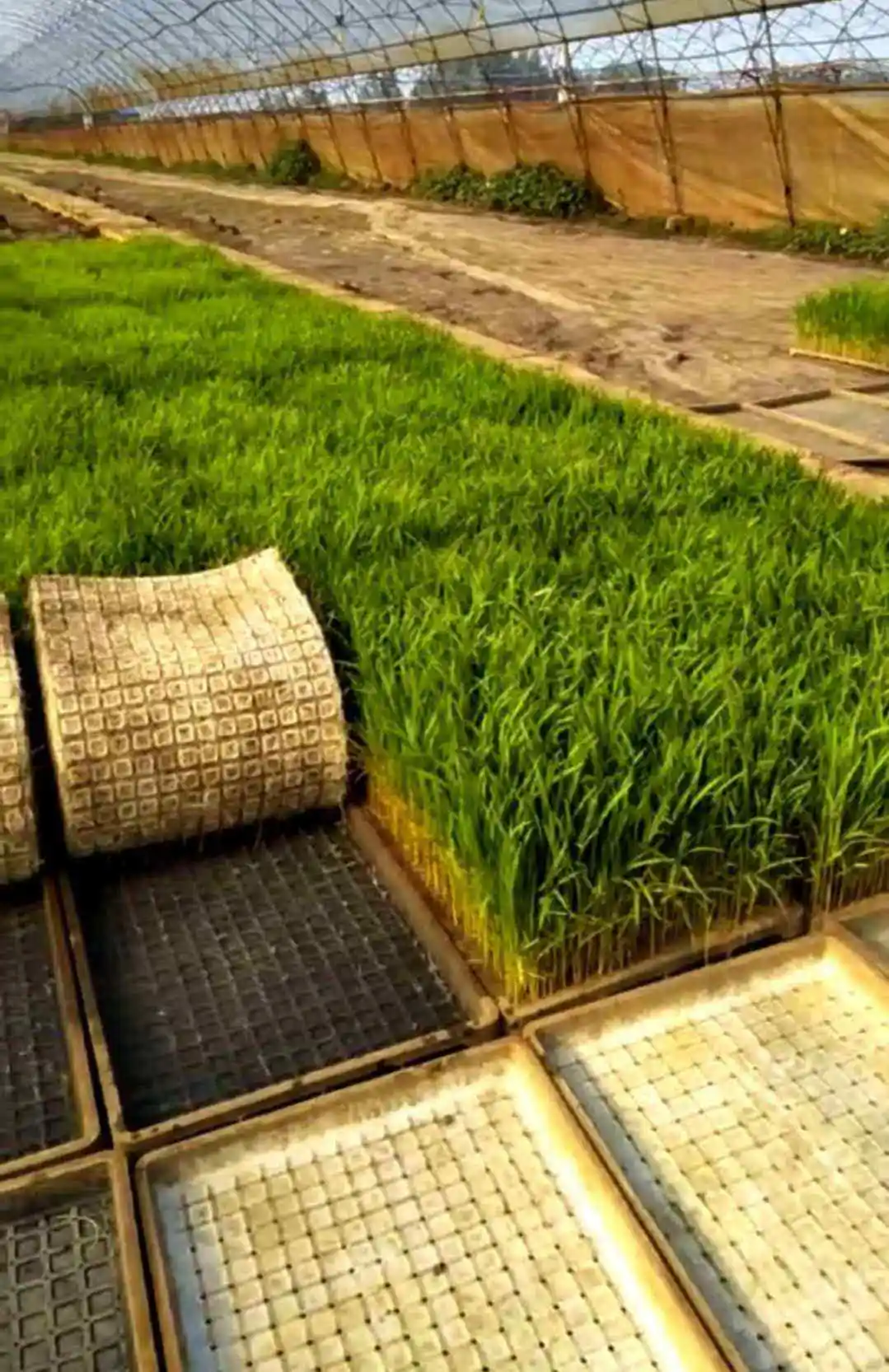 Biodegradable jute felting needle cloth fabric grow mat wide roll covering ground used for plants growing