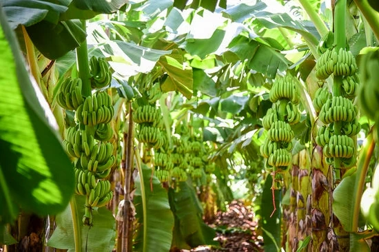 Farming Products Export Premium Natural Fresh Fruit Banana For Sale
