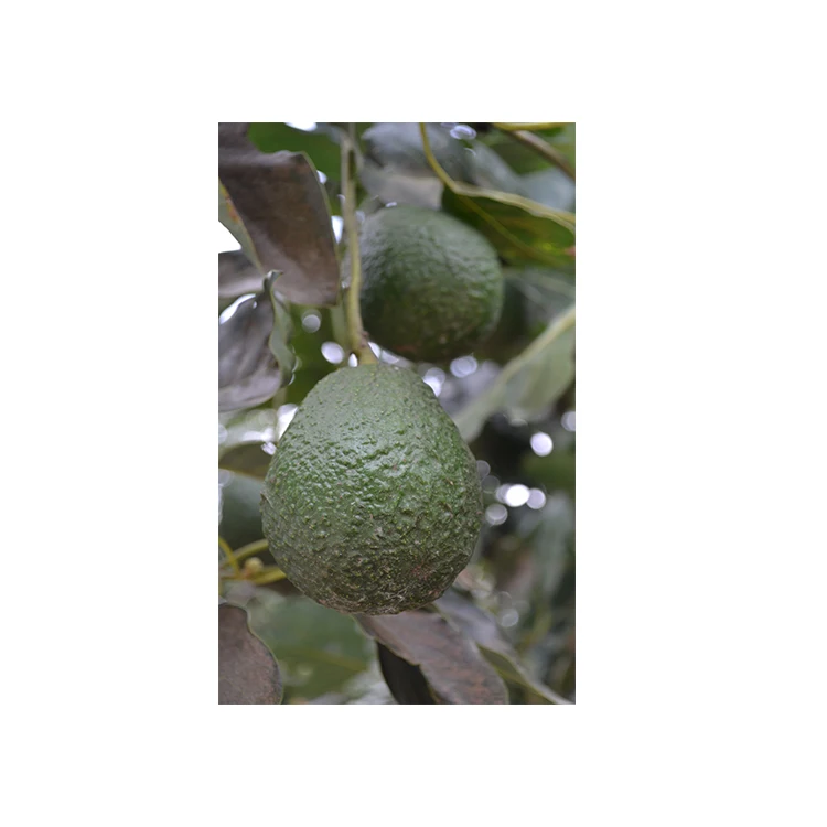
Best Quality Fresh Mexican Hass Avocado Fruit 
