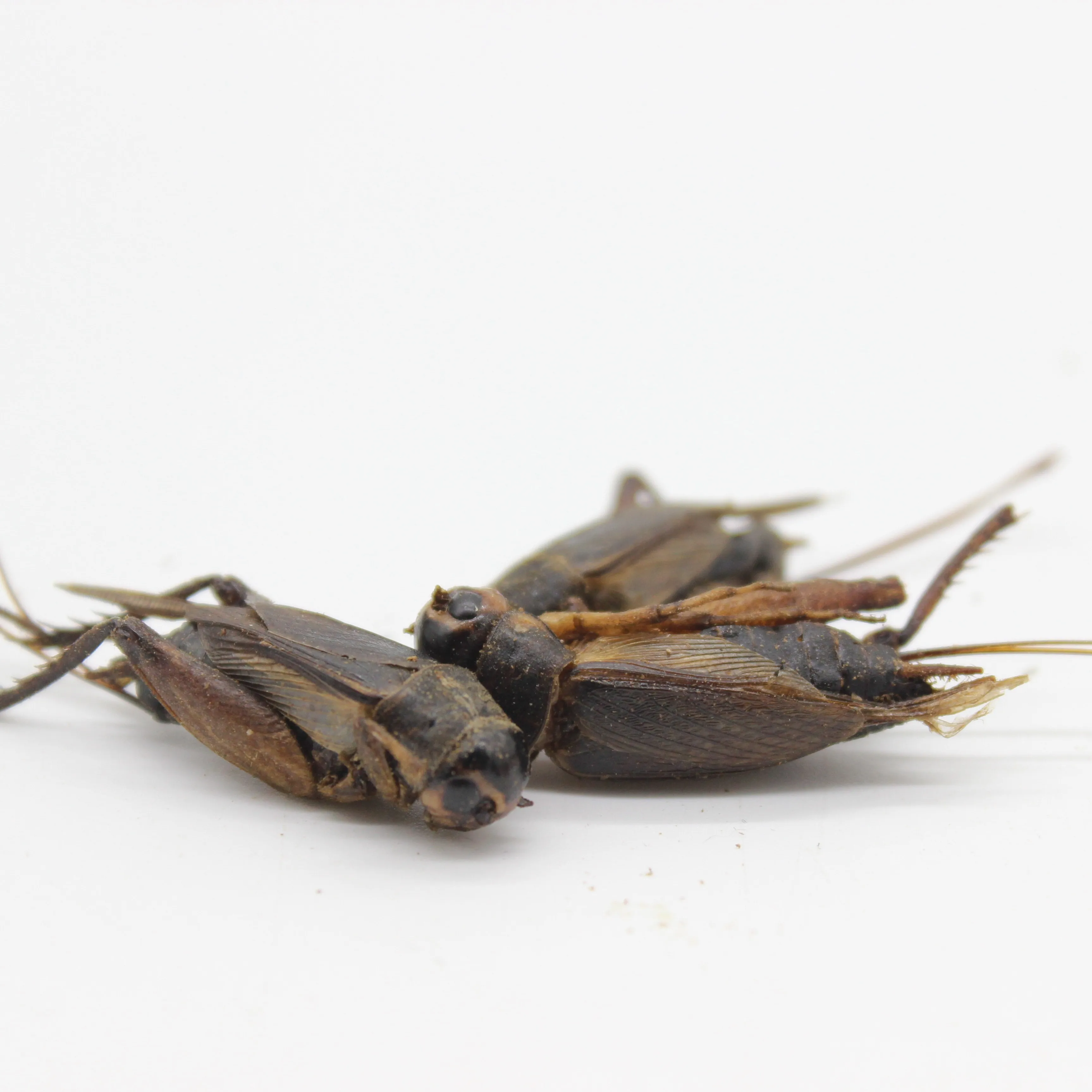 
High protein Dried crickets insects for Pet Food 