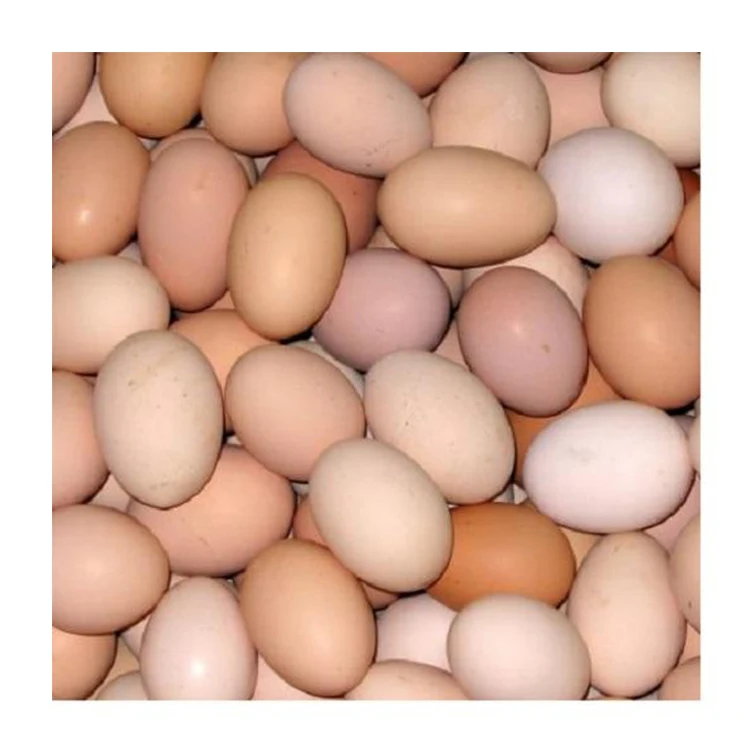 High Quality Fresh Table Eggs and Non - Fertile Eggs Cheap Price from India With Best Custom Packing products