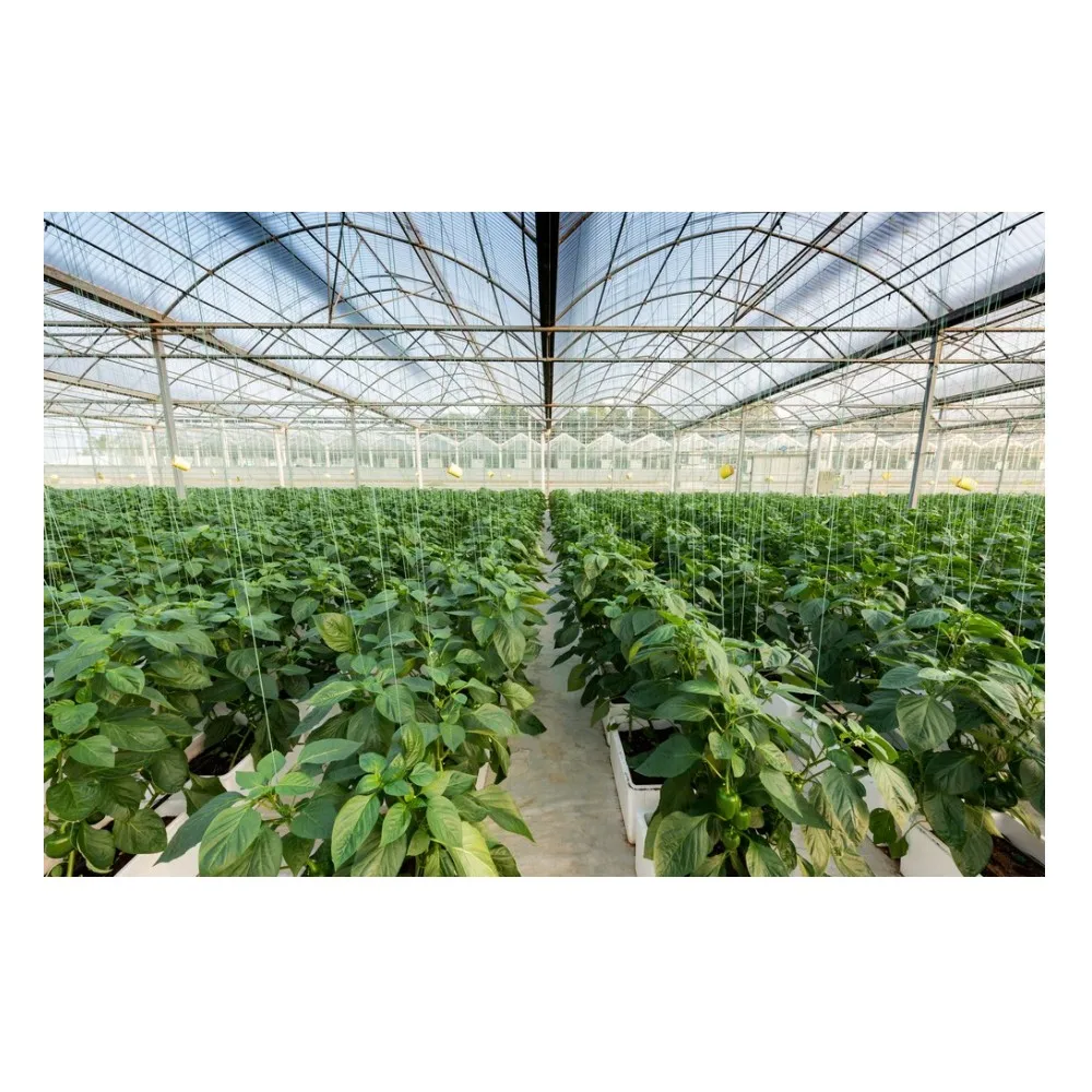 Дешевые многопролетные green house структура агрикультурные теплицы для томатов
