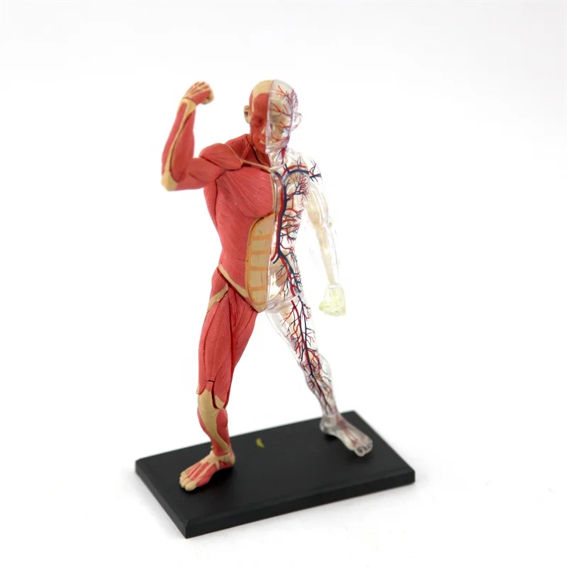 Модель человеческого туловища 4D Master mini size