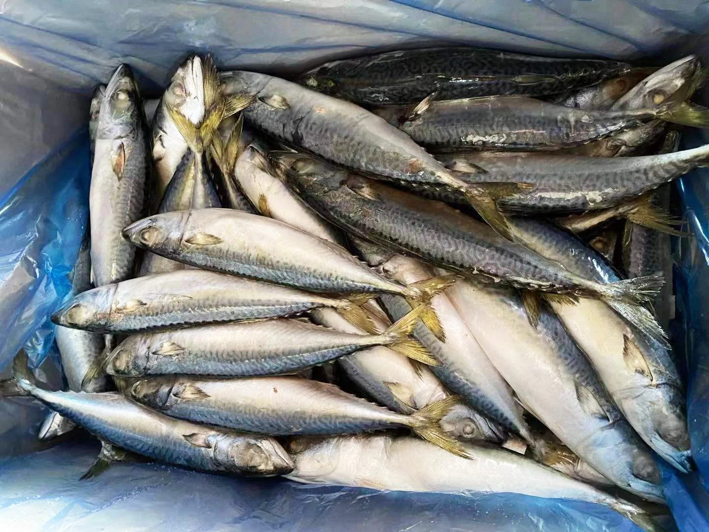 Sea Frozen 15kgs IQF Pacific Mackerel Fish Importers with Good Price