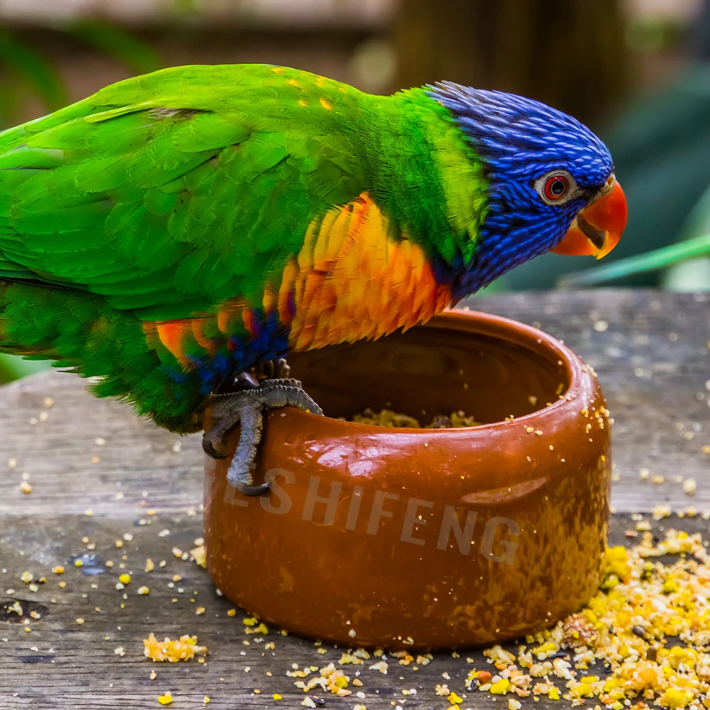 Hot Selling Parrot Plastic Water Food Bowl Pigeon Bird Feeder Bowl For Small Animal