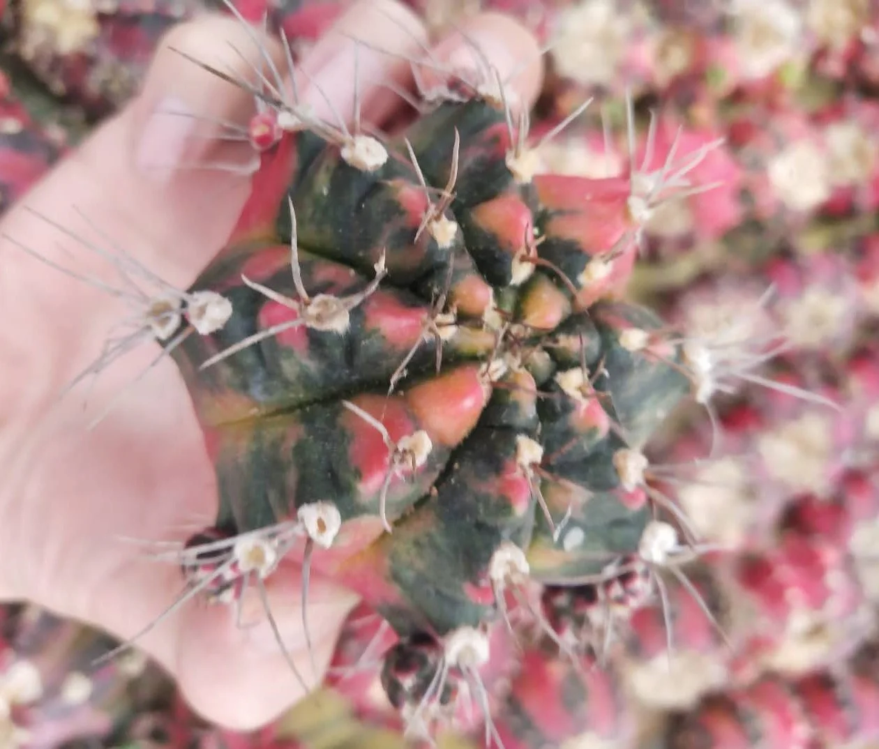 
Low price natural beauty real plant cactus gymnocalycium mihanovichii variegata for sale 