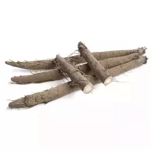 New Crop Fresh Burdock Wholesale Price Golden Yellow Burdock Fresh Vegetables Pure Natural Burdock Root