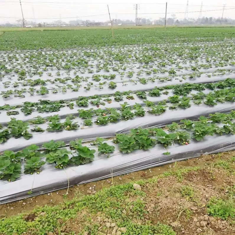 Supply 20-50micron black poly mulch film agriculture plastic and silver with holes for strawberry