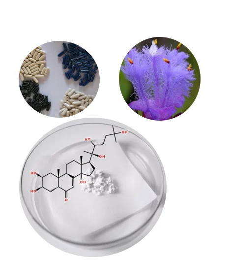 Порошок экстракта Cyanotis Vaga Arachnoides Экдистерон Hplc бета-Экдистерон