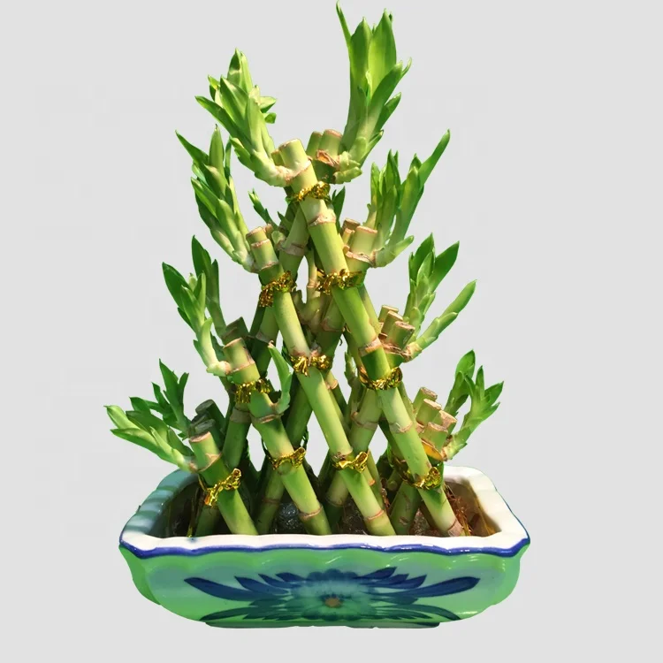 
Indoor boat shaped lucky bambooSubtropics Climate air bonsai 