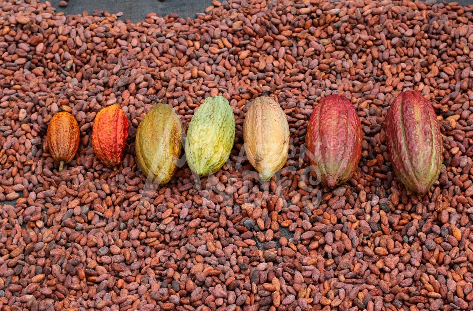 Dried Raw Cacao Shell Cacao Husk from Peru