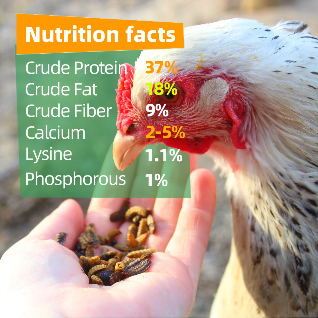 Best Selling VITAMINS & MINERALS Food Icon For Fish Raw Meat Vegetables Etc VITAMINS & MINERALS Hikari Frozen Fish Food