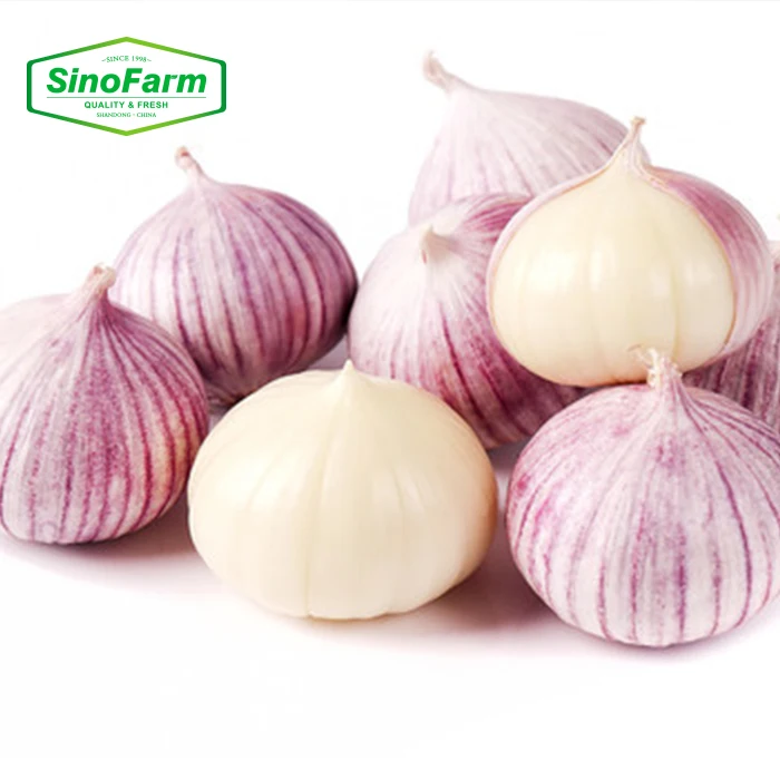 Fresh Solo Garlic Best Quality Single Clove Garlic Bulk for Export Organic Garlic