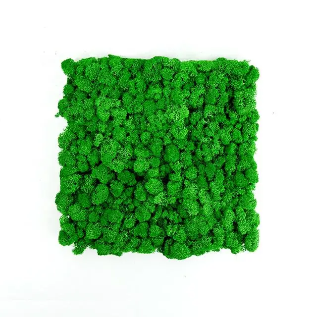 Wholesale Natural Green Stabilized Reindeer Moss Preserved Moss Panel For Decorative Wall