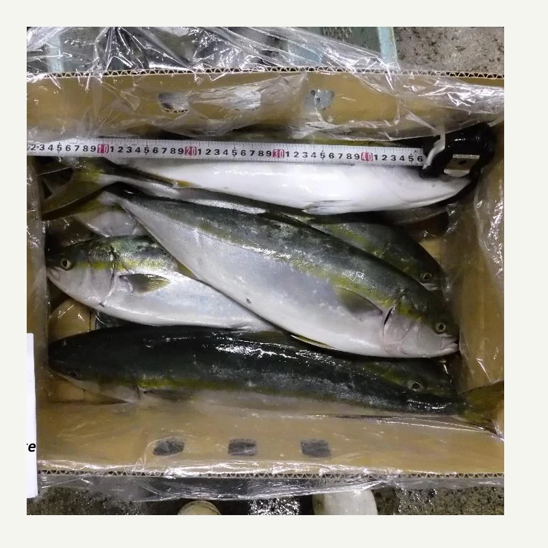 buy fresh fish whole round frozen yellow tail for process canned frozen Japan origin Amberjack seriola quinqueradiata