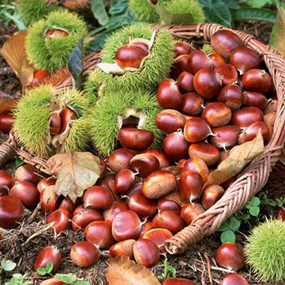 Wholesale Chestnuts individual package Chestnuts cheap prices